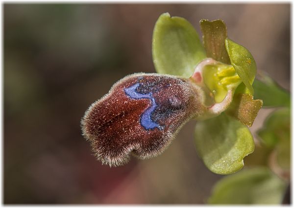 Ophrys omegaifera