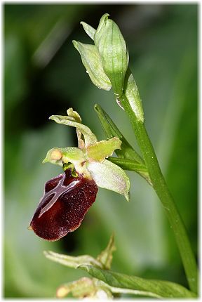 Ophrys panormitana