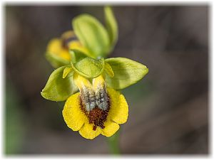 Ophrys phryganae