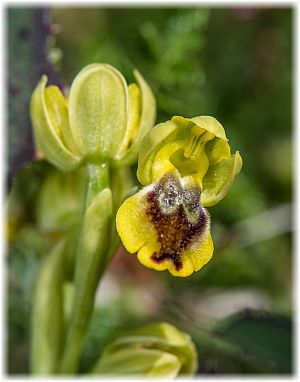 Ophrys phryganae