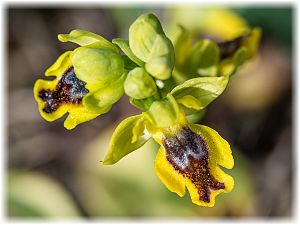 Ophrys phryganae