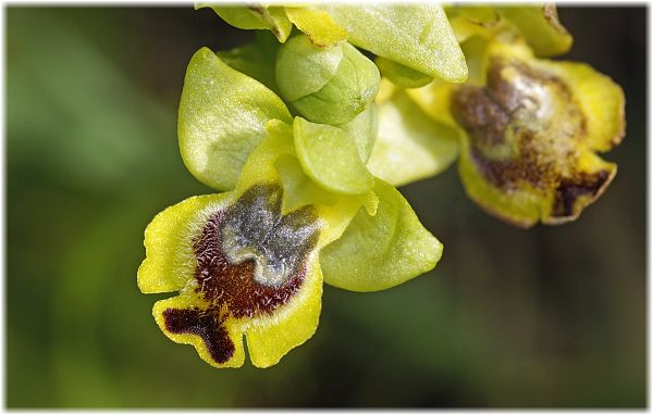 Ophrys phryganae