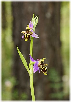 Ophrys phrygia