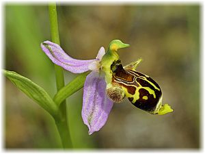 Ophrys phrygia