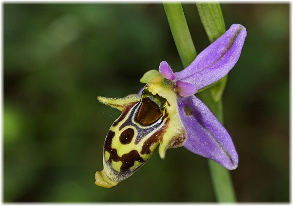 Ophrys phrygia