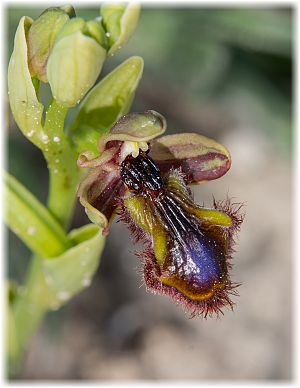 Ophrys regis-ferdinandii X speculum