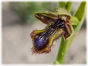Ophrys regis-ferdinandii X speculum