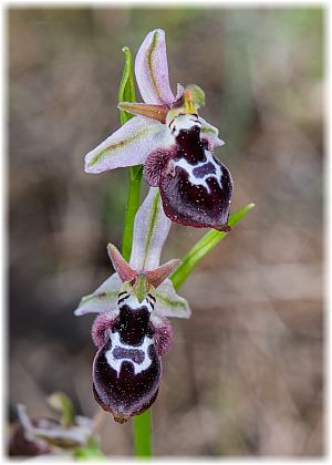 Ophrys reinholdii