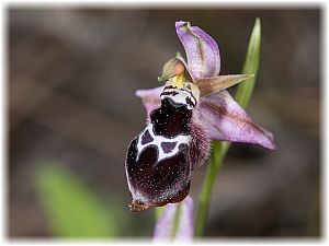 Ophrys reinholdii