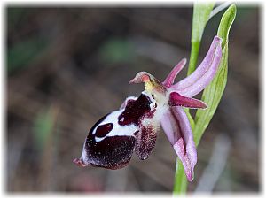 Ophrys reinholdii