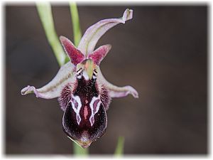 Ophrys reinholdii