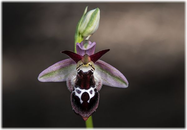 Ophrys reinholdii