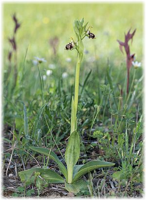 Ophrys rhodia