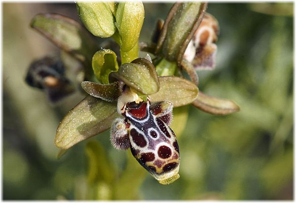 Ophrys rhodia