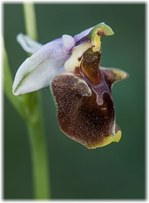 Ophrys saliarisii