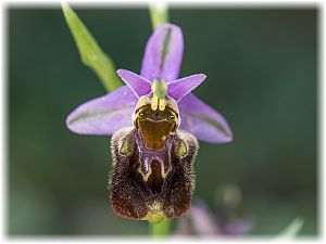 Ophrys saliarisii