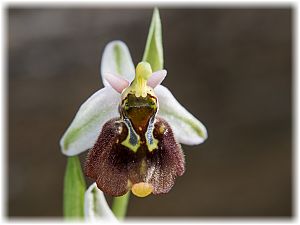 Ophrys saliarisii