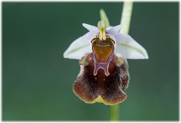 Ophrys saliarisii