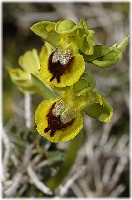 Ophrys sicula