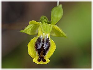 Ophrys sicula