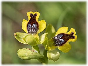 Ophrys sicula