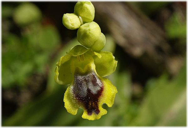 Ophrys sicula