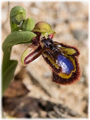 Ophrys speculum