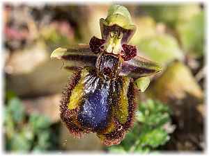 Ophrys speculum