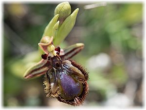 Ophrys speculum