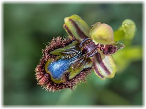 Ophrys speculum