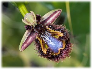 Ophrys speculum