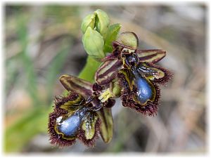 Ophrys speculum