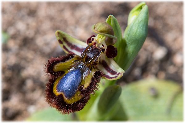 Ophrys speculum