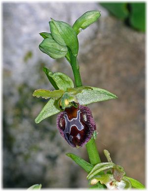 Ophrys sphegodes