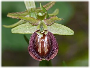 Ophrys sphegodes