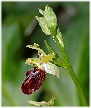 Ophrys sphegodes