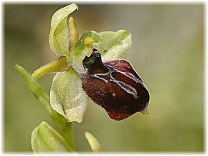 Ophrys sphegodes ssp cretensis