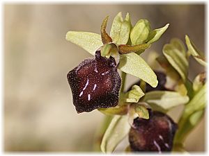 Ophrys sphegodes ssp cretensis