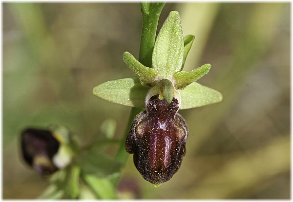 Ophrys sphegodes ssp cretensis