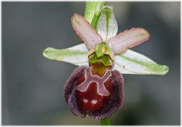 Ophrys sphegodes