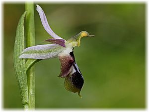 Ophrys straussii