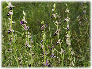 Ophrys straussii