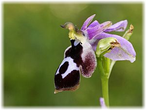 Ophrys straussii