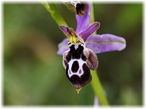 Ophrys straussii