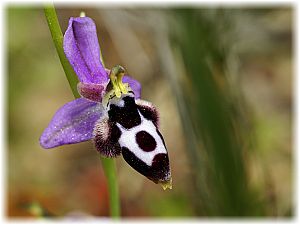 Ophrys straussii