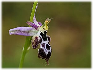 Ophrys straussii