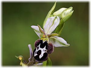 Ophrys straussii