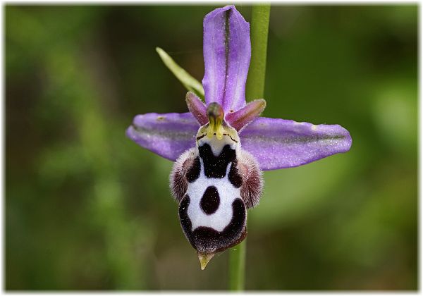 Ophrys straussii