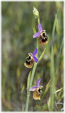 Ophrys tenthredinifera