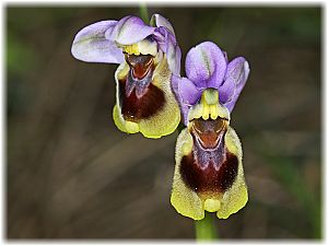 Ophrys tenthredinifera